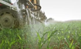 Rat Exterminator Central Auckland – Get Rid of Rodents for Good