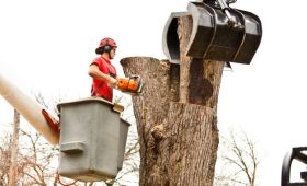 Lufkin Environmental Top Tree Removal Company Near Me in Springfield