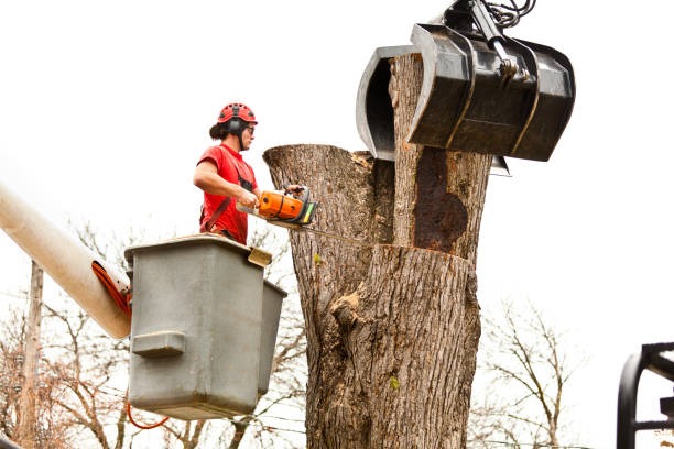 Lufkin Environmental Top Tree Removal Company Near Me in Springfield